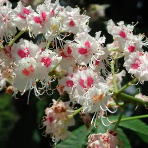white chestnut