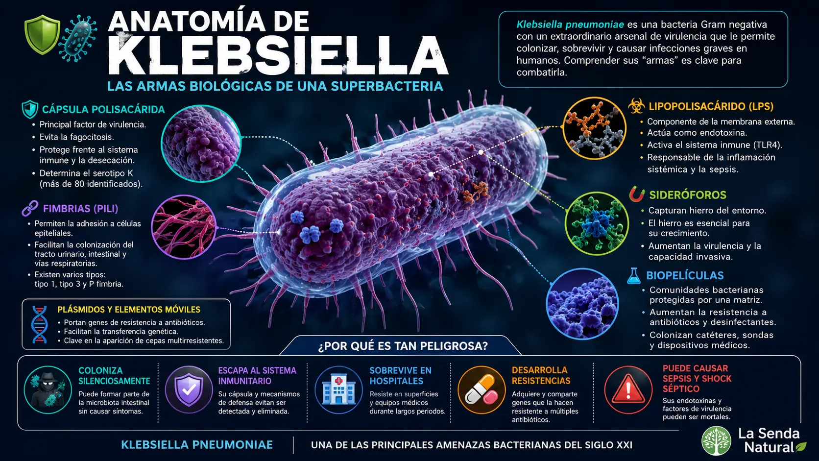 Anatomía de la Klebsiella