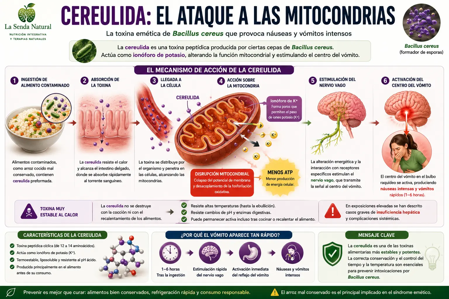 CERULIDA EL ATAQUE DE LAS MITOCONDRIAS