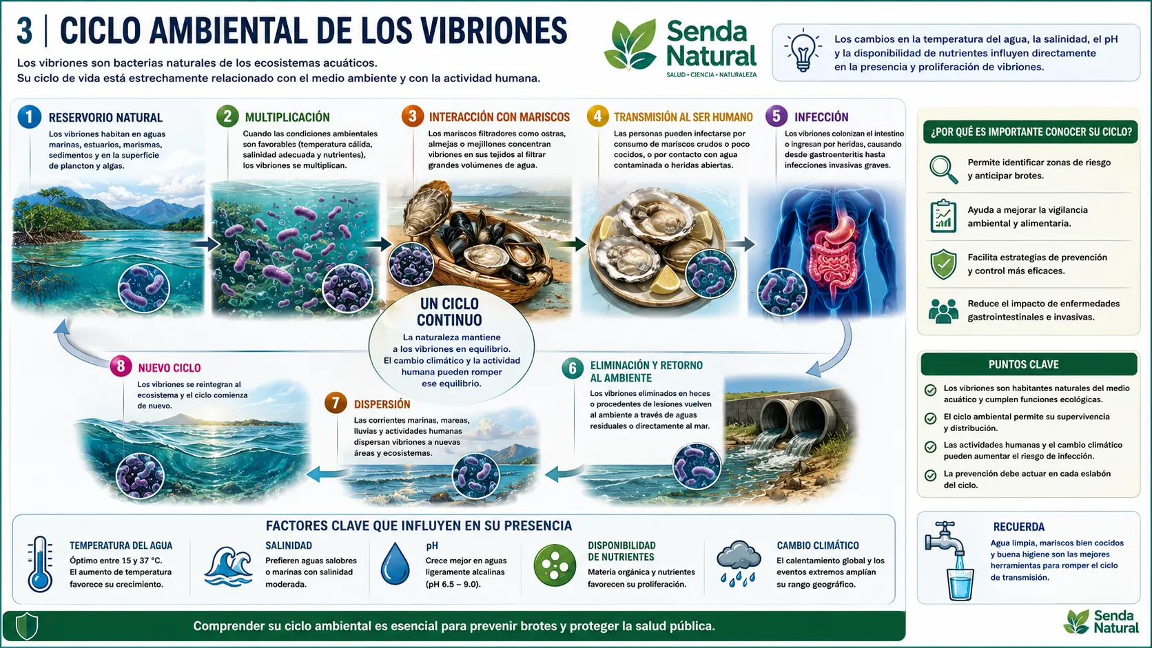 Ciclo medio ambiental de los vibrios
