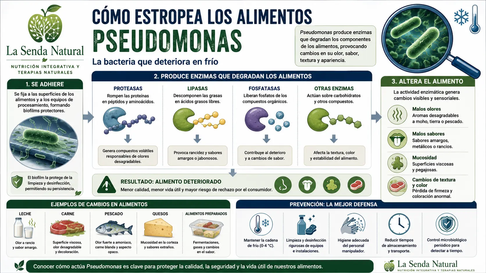 Pseudomonas 4 Como estropea la pseudomona los alimentos