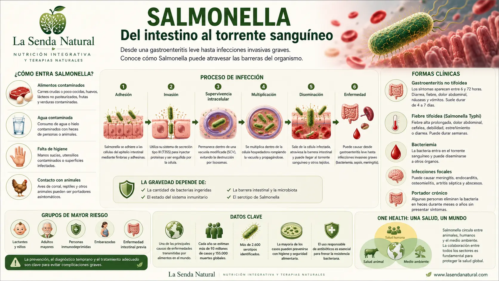 Salmonella 5 Del intestino al torrente sanguíneo