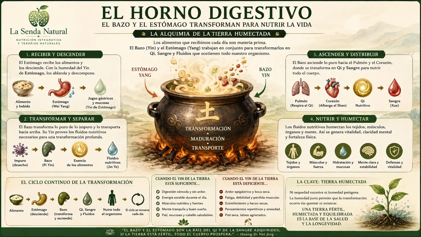 EL Horno digestivo