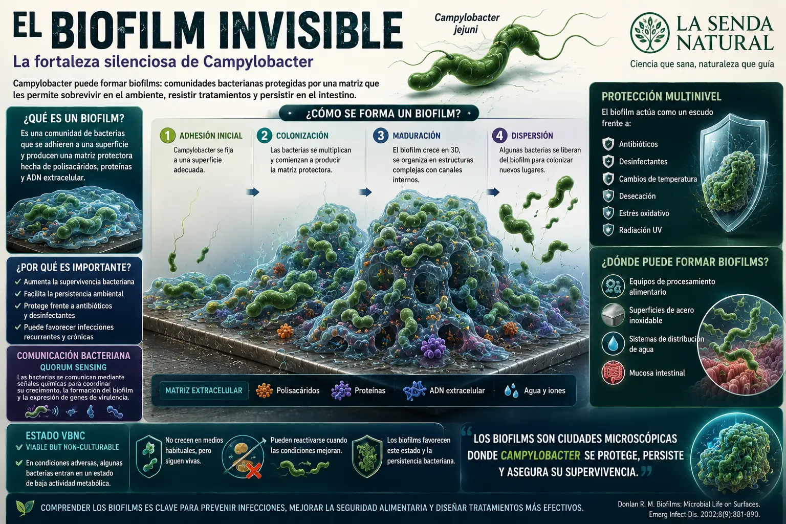 Campylobacter 4 El biofilm invisible