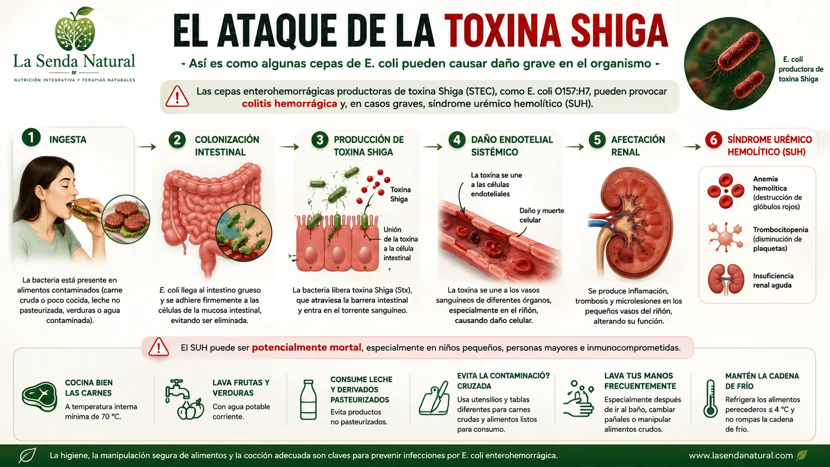 El ataque de la toxina shiga