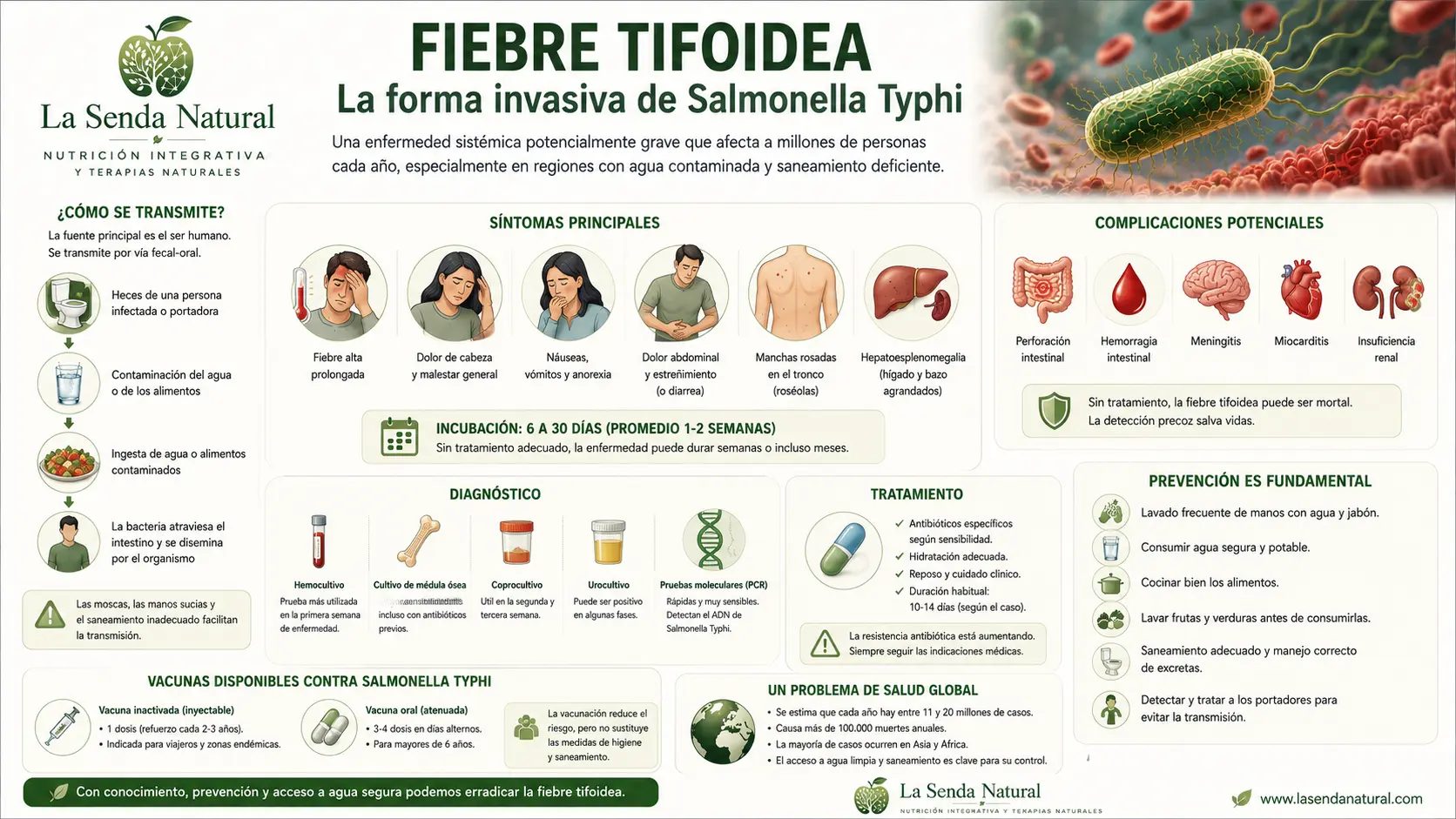 Salmonella 7 Fiebre tifoidea