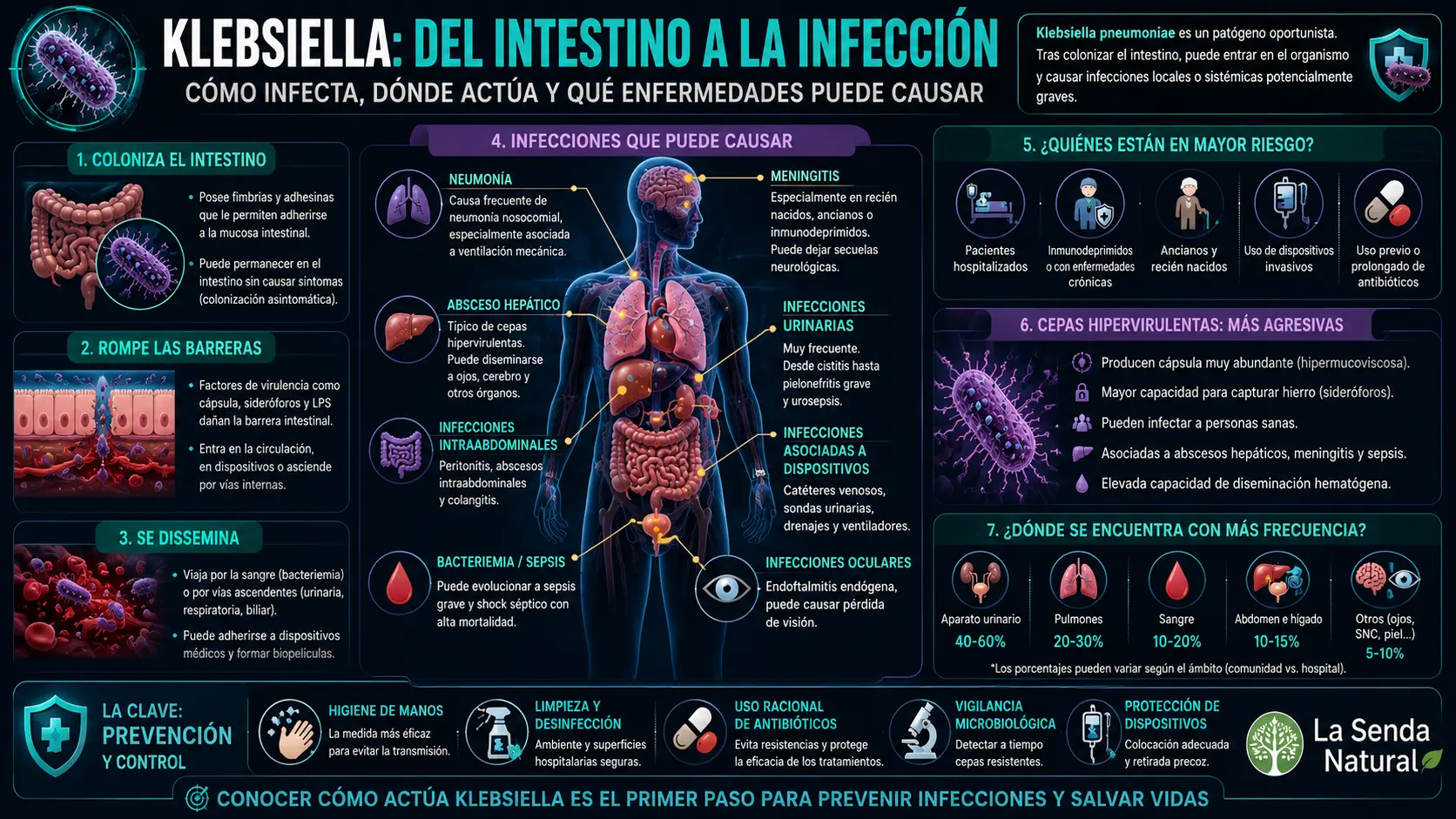 Klebsiella del intestino a la infección