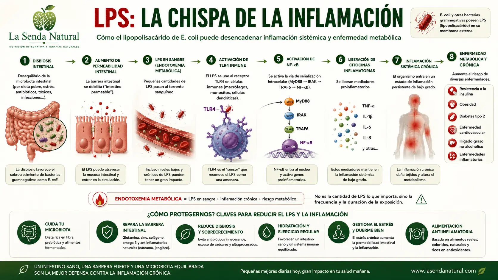 LPS, LA CHISPA DE LA INFLAMACIÓN