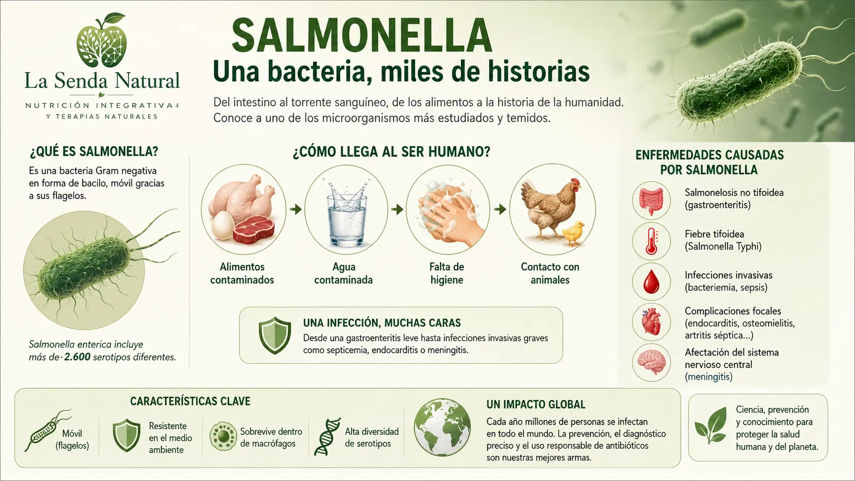 Salmonella 2 La Salmonella una bacteria, miles de historias