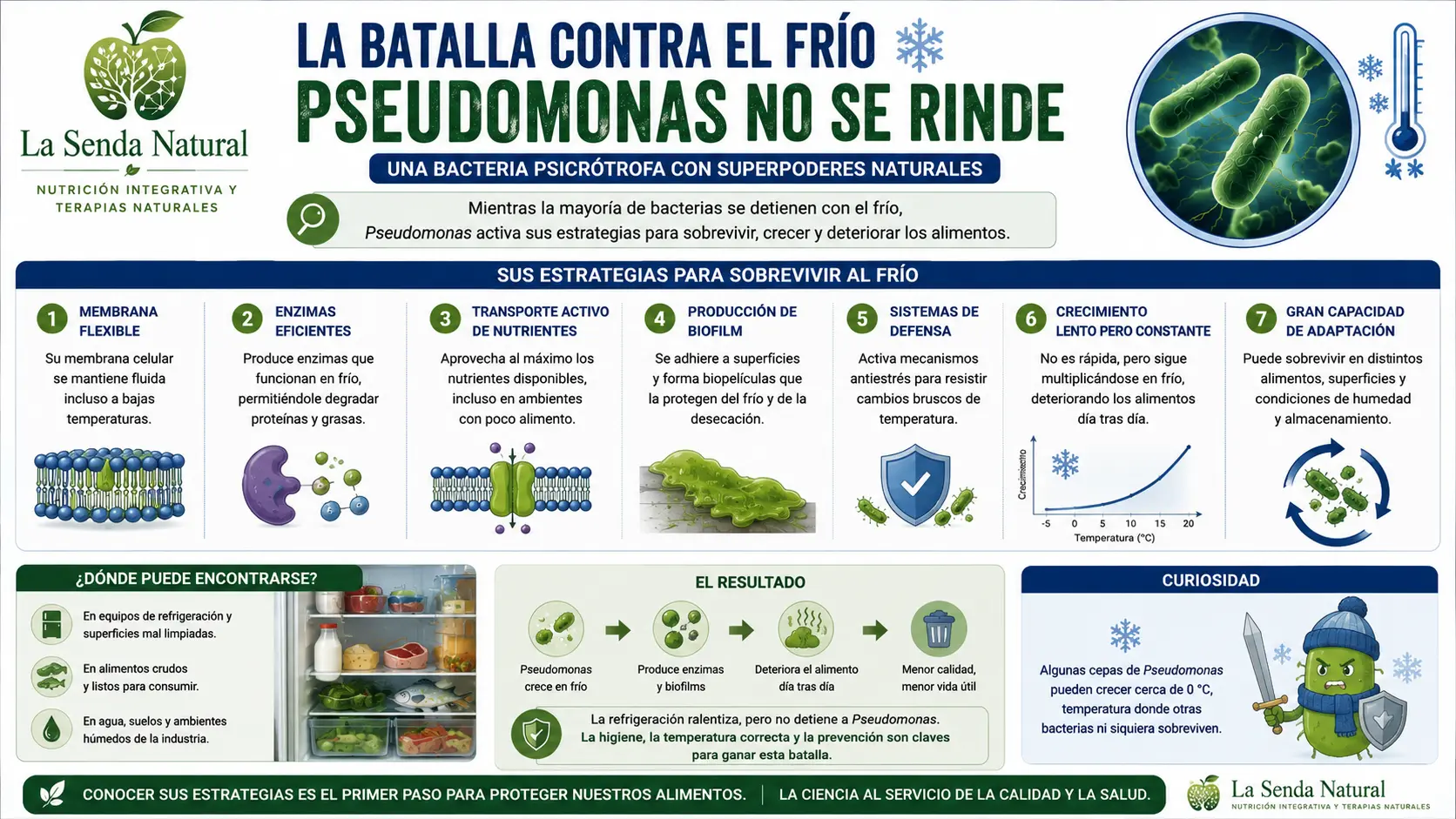 Pseudomonas 6 La batalla contra el frío de las pseudomonas