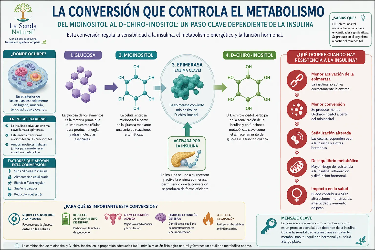 La conversión del metabolismo