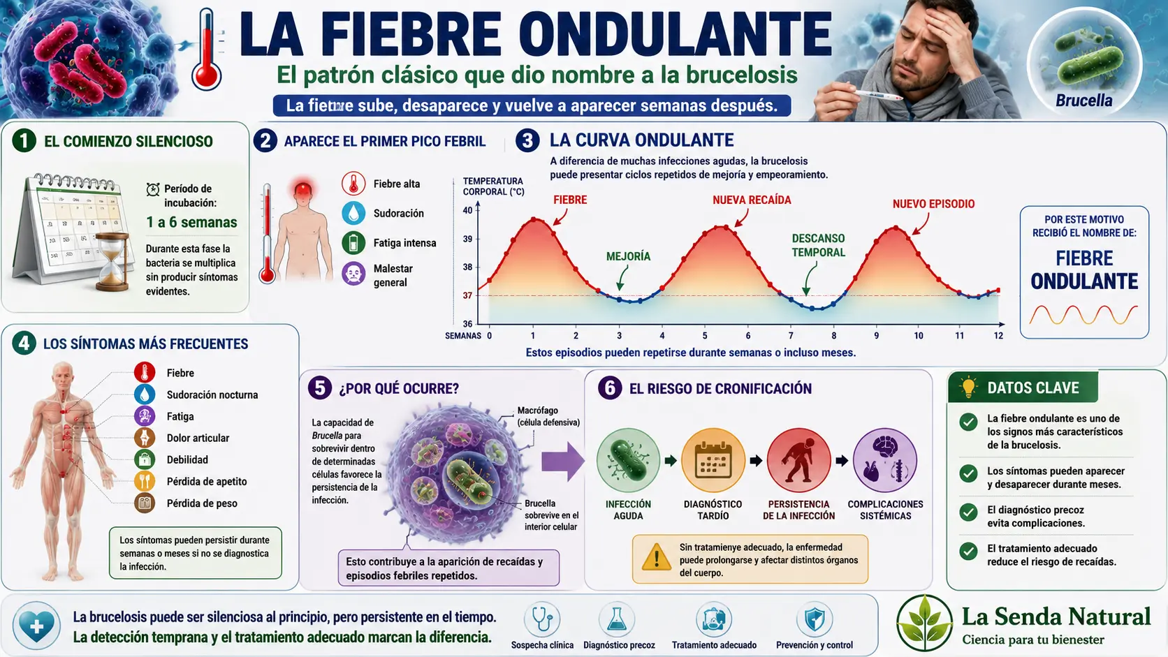 Brucella 5 Brucella, La fiebre ondulante