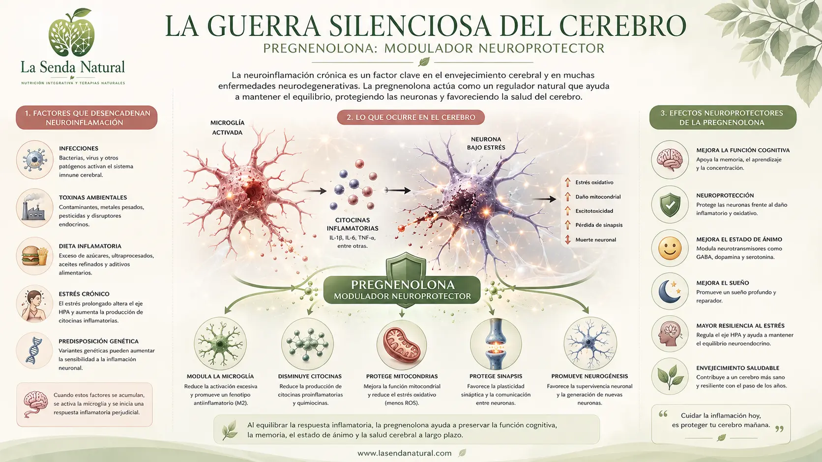 La guerra silenciosa del cerebro