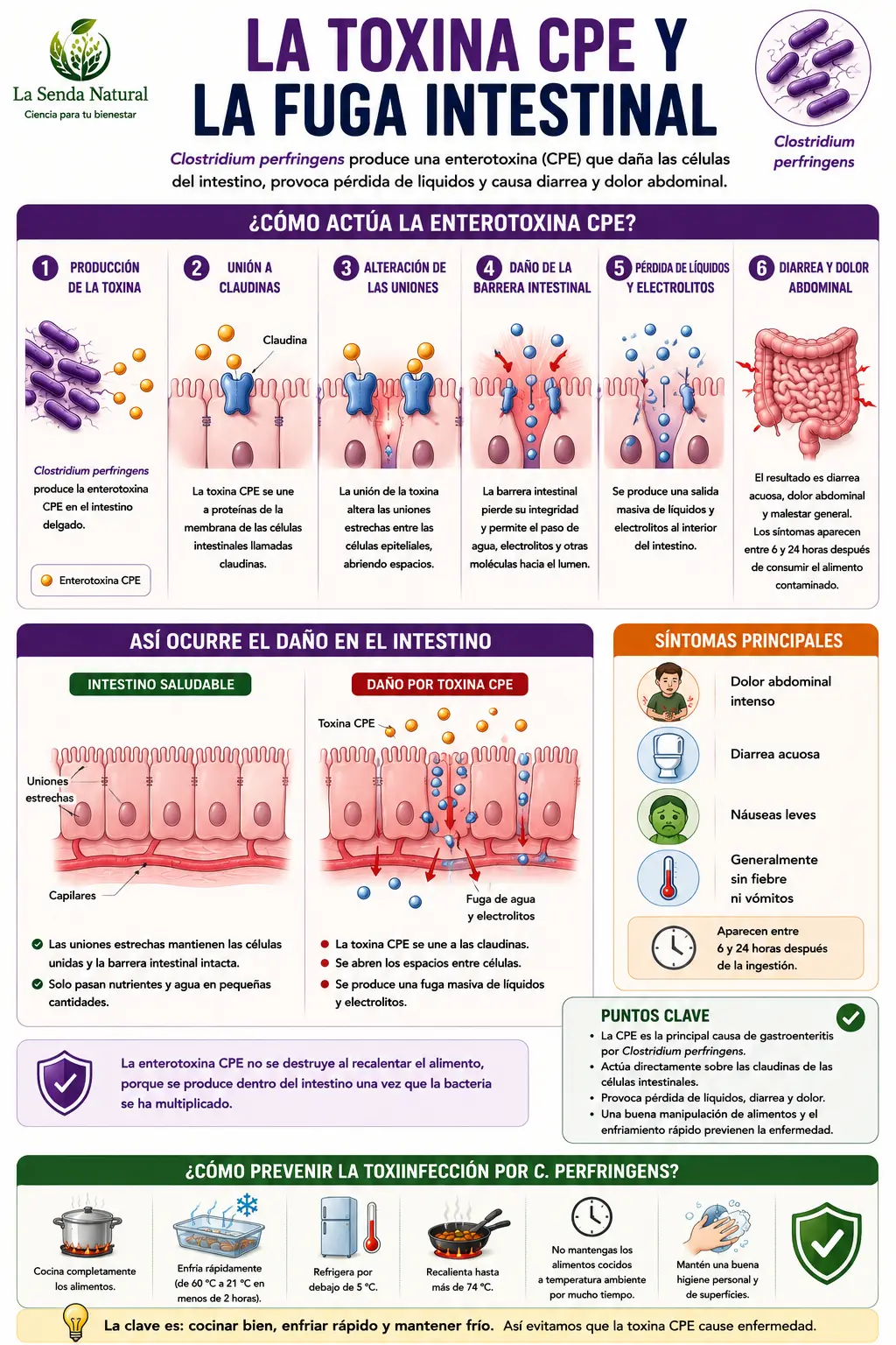 La toxina CPE y la fuga intestinal