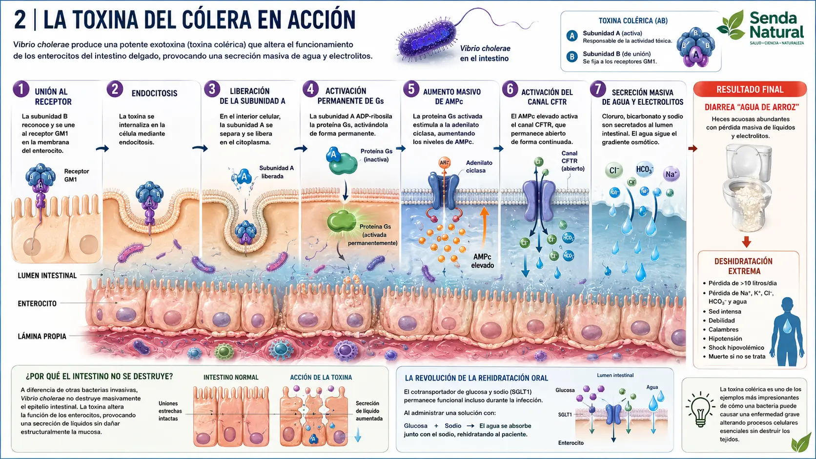 a toxina del cólera en acción