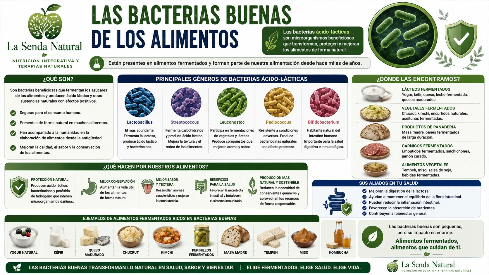 Pseudomonas 8 Las bacterias buenas de los alimentos
