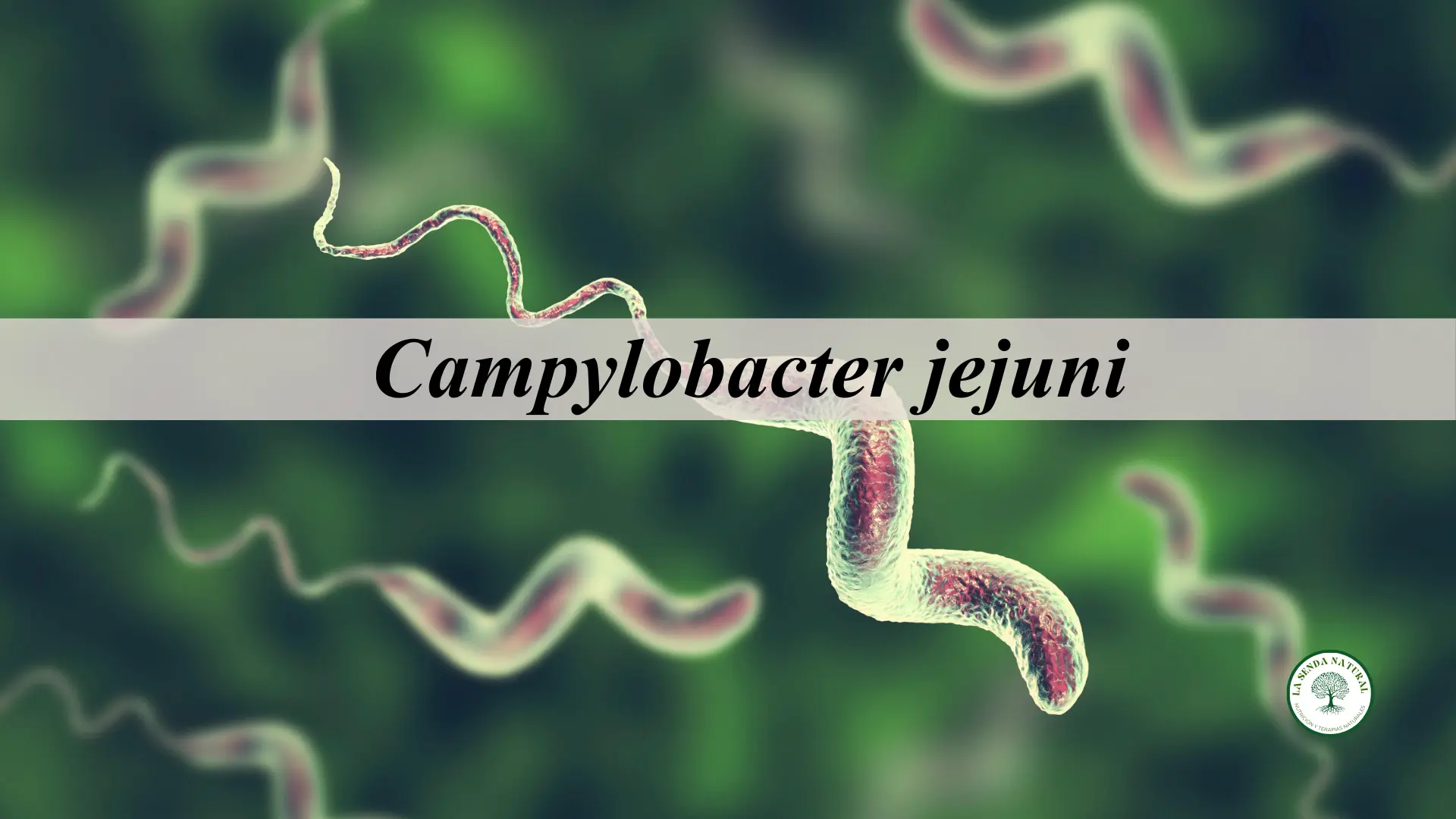Campylobacter 1 Qué es el Campylobacter Jejuni