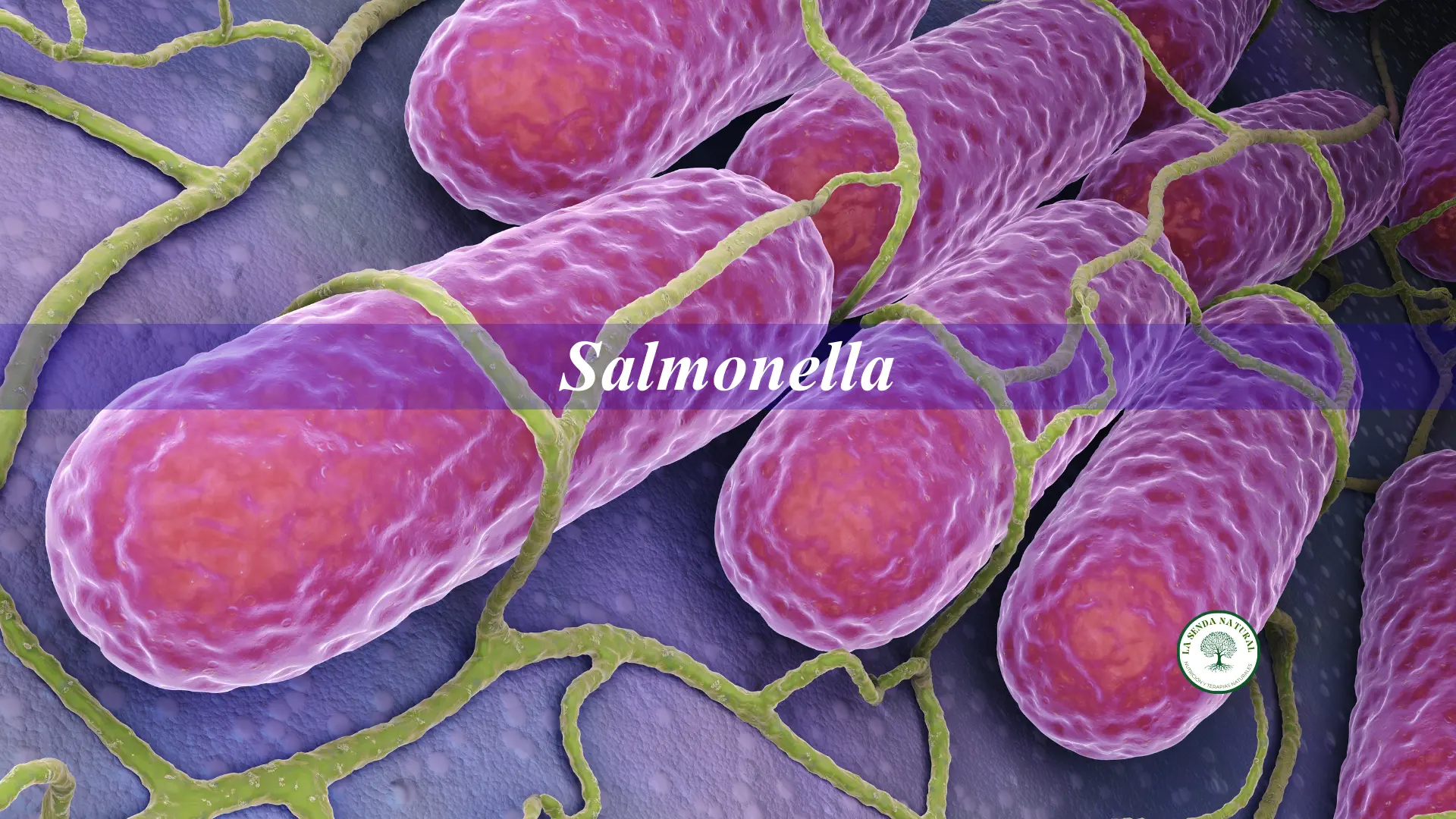 Salmonella 1 Qué es la Salmonella