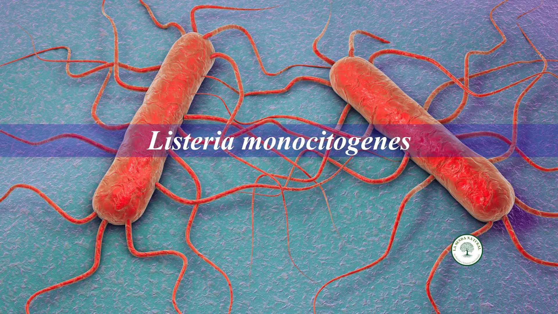 Qué es la listeria monocytoqenes