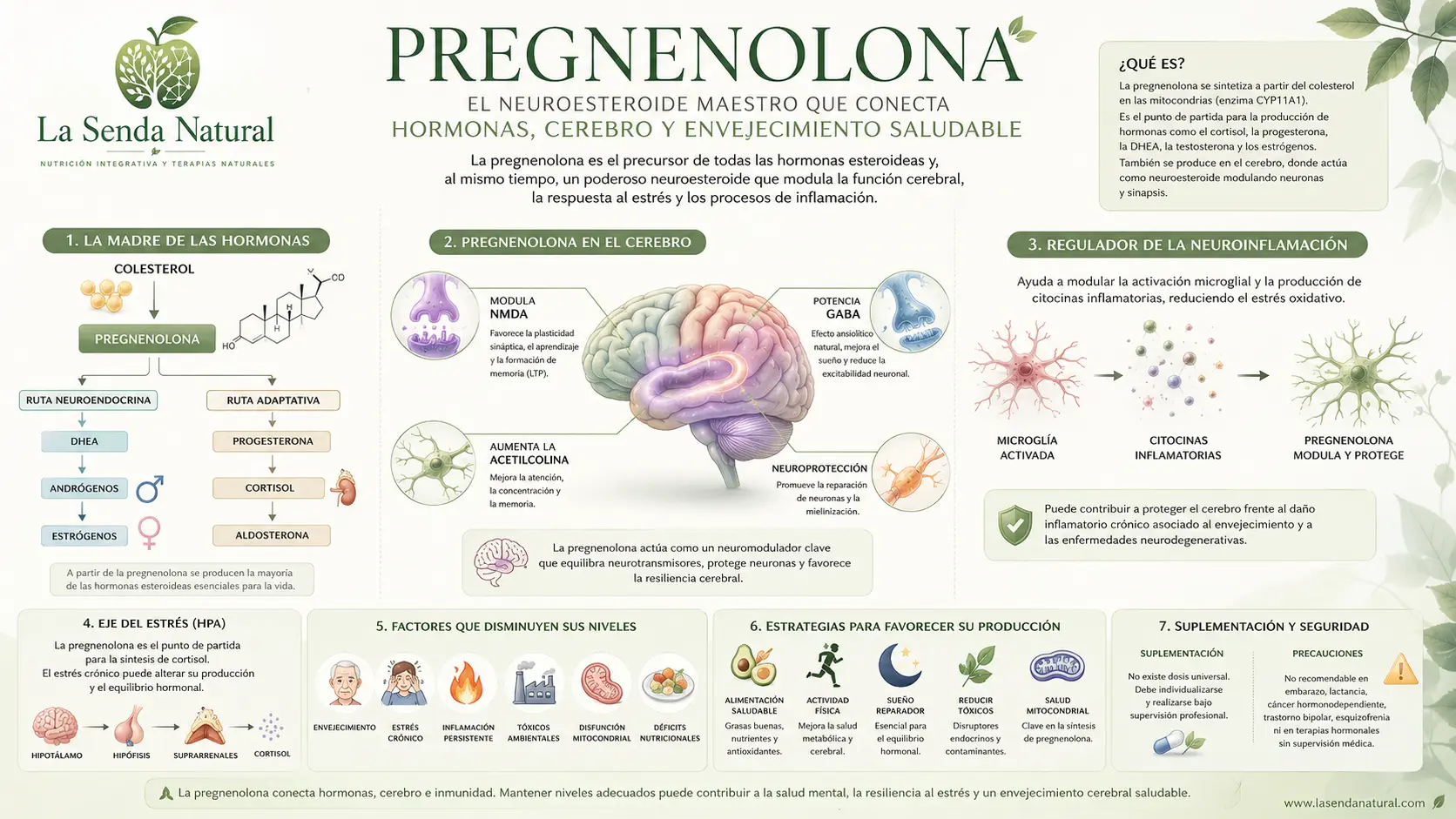 Que es la prenegnolona