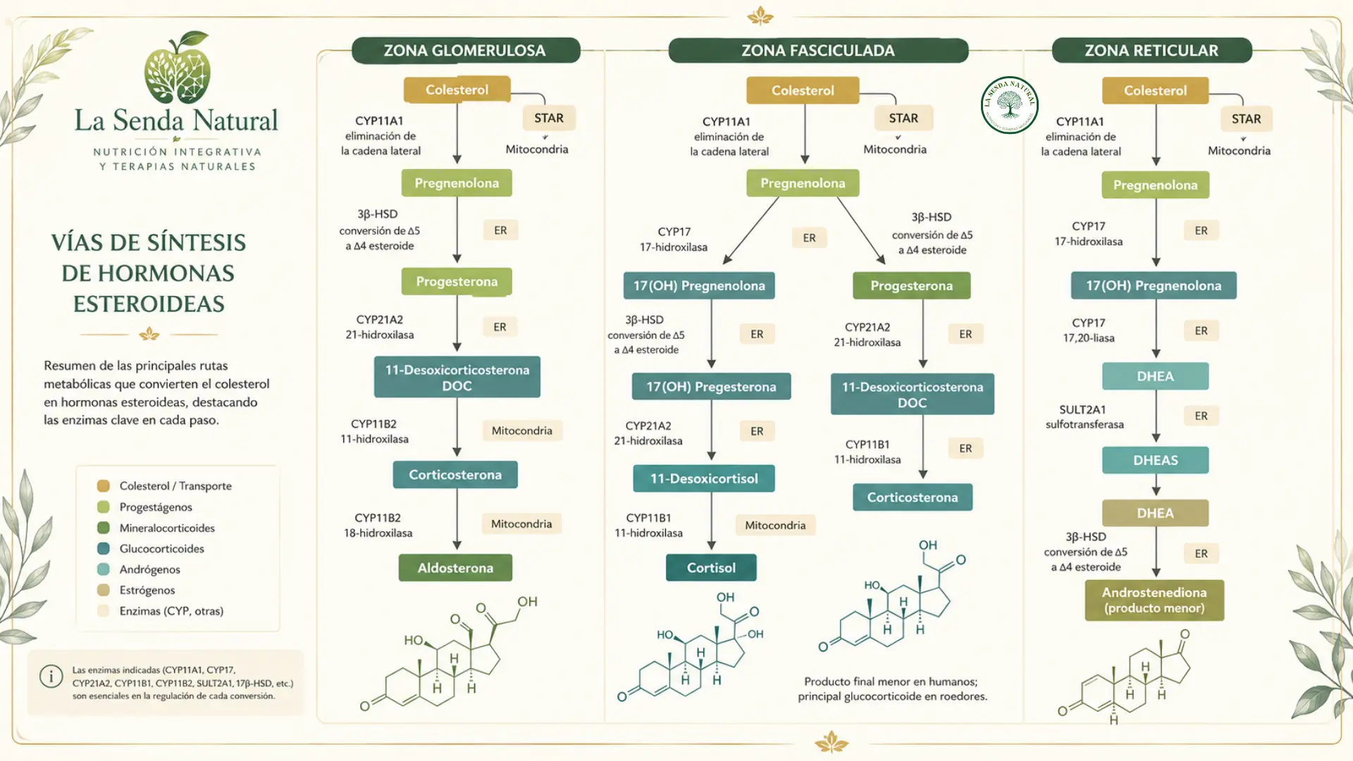 Ruta de la síntesis de las hormonas esteroideas