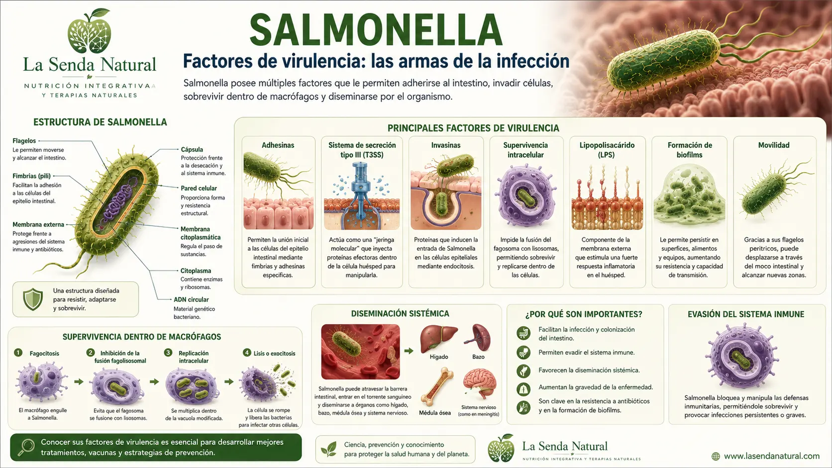 Salmonella 4 Salmonella Factores de virulencia
