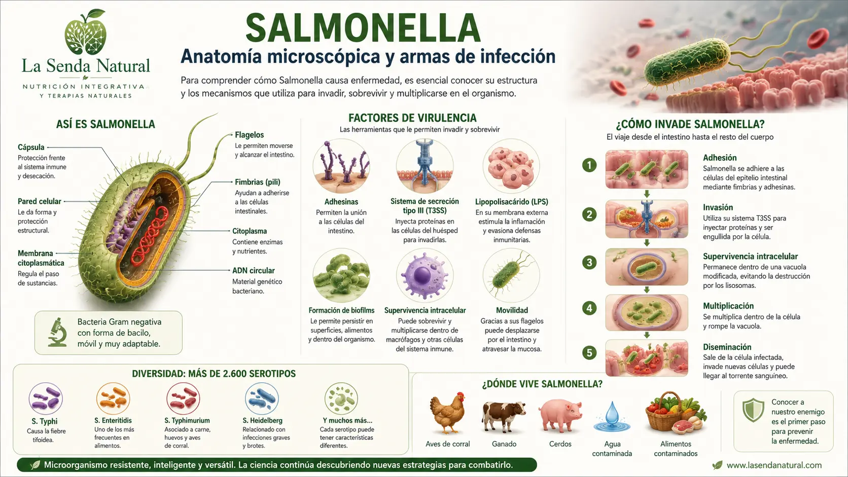 Salmonella 11 Salmonella, anatomia microscópica
