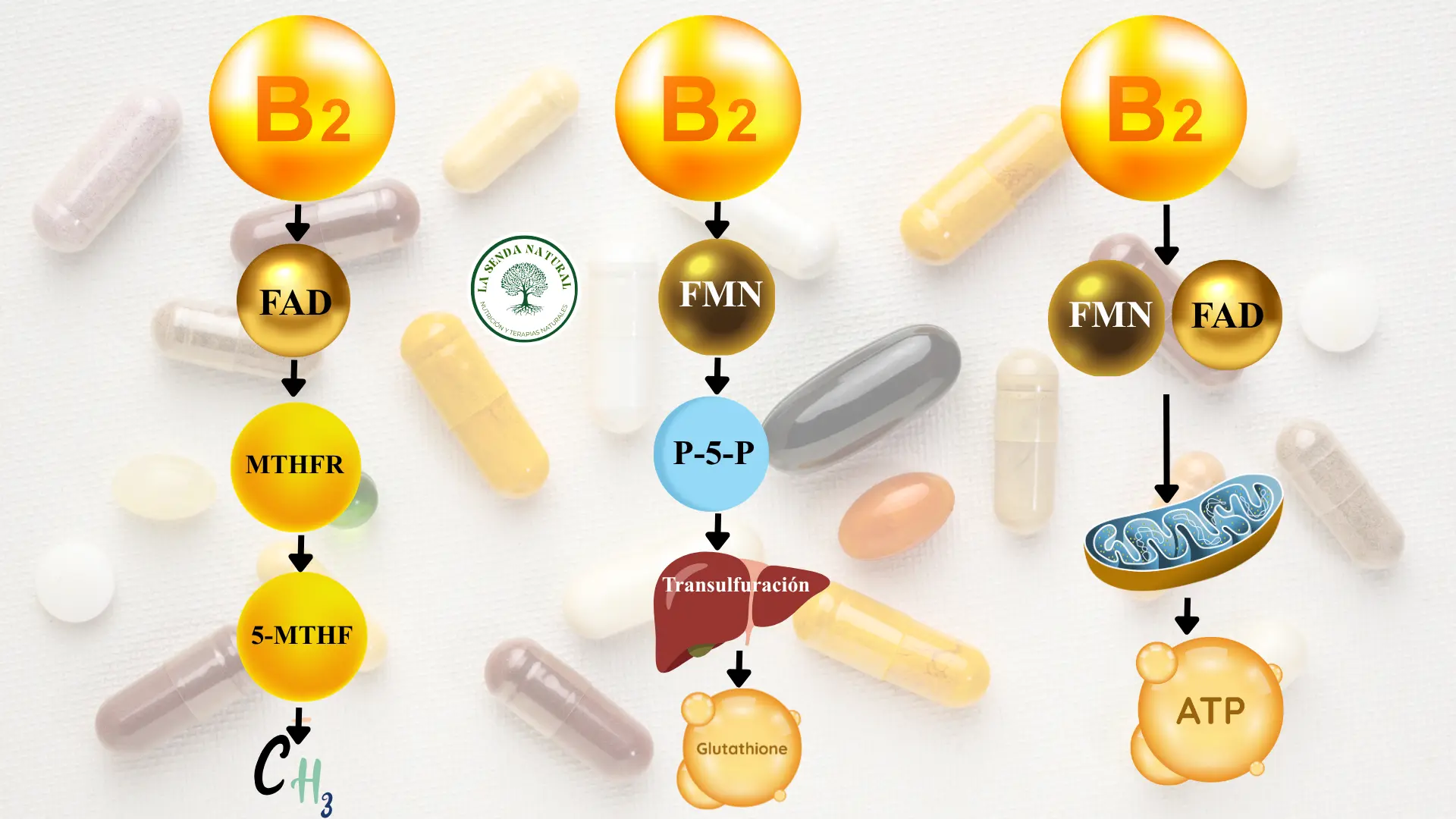 VITAMINAS Y SISTEMAS
