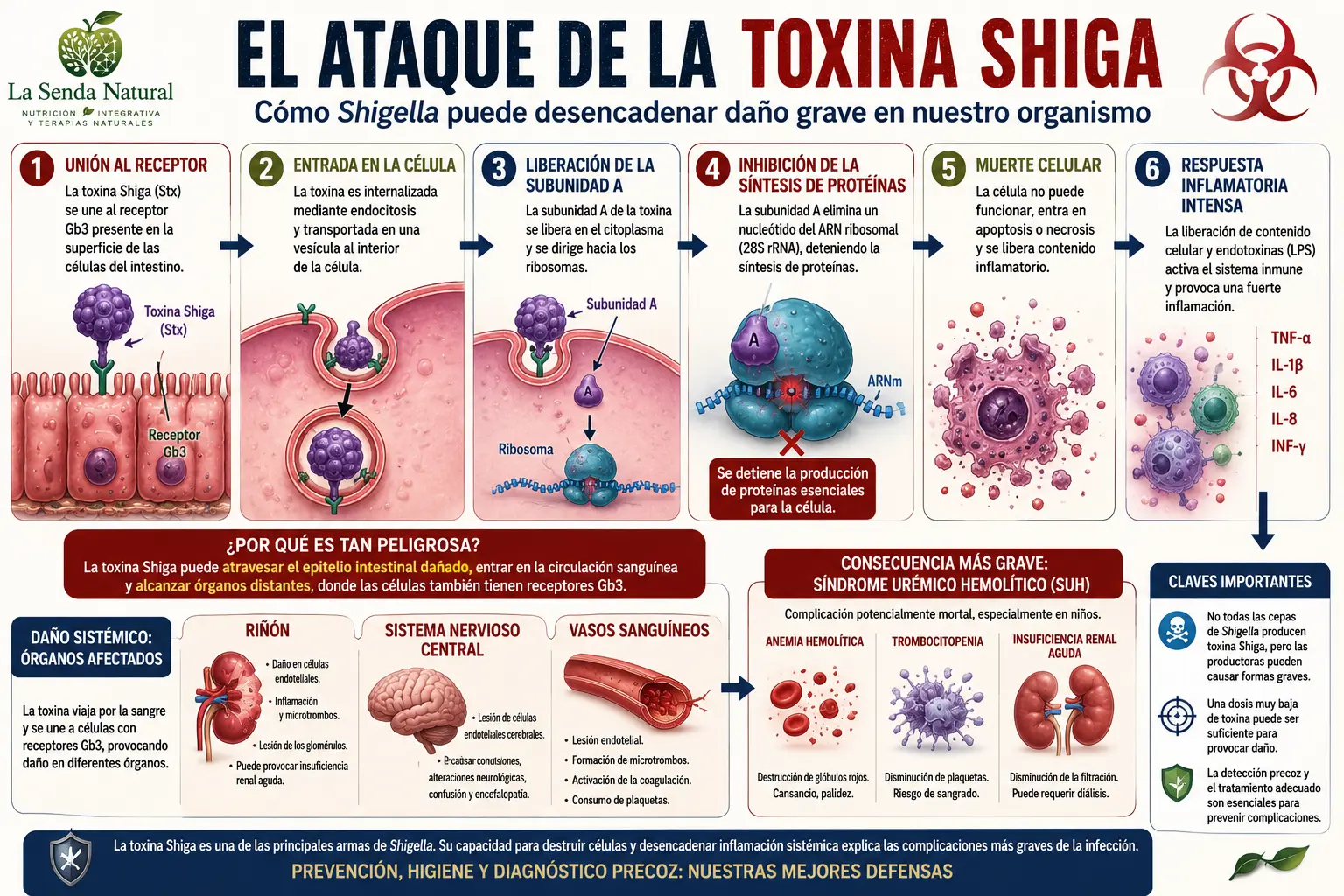 el ataque de la toxina shiga