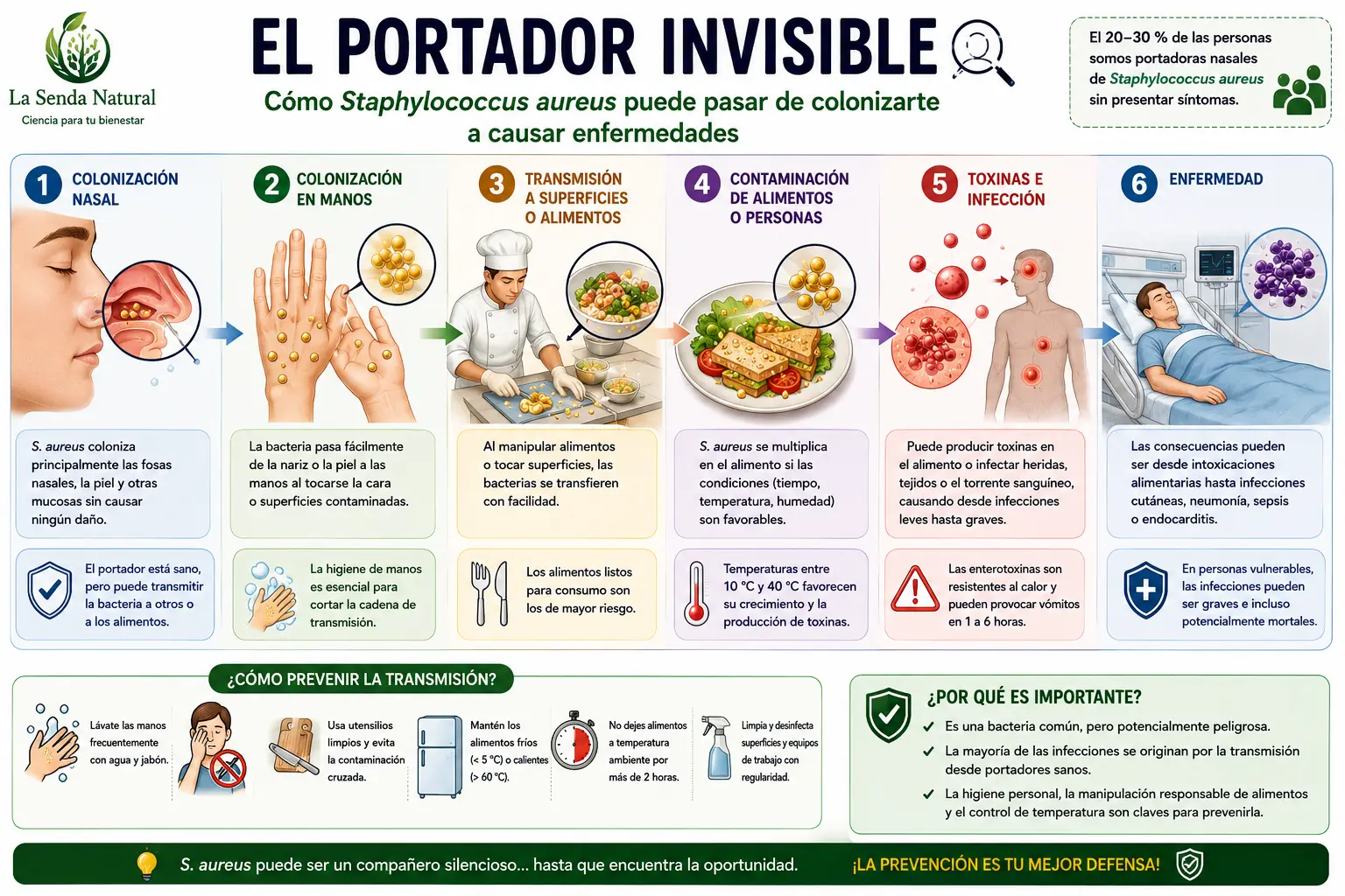 estafilococo el portador invisible