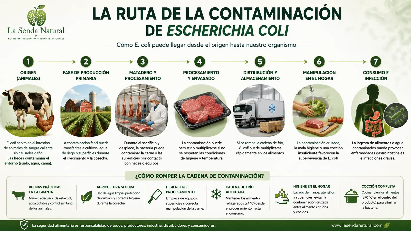 ruta de contaminación de la escherichia coli