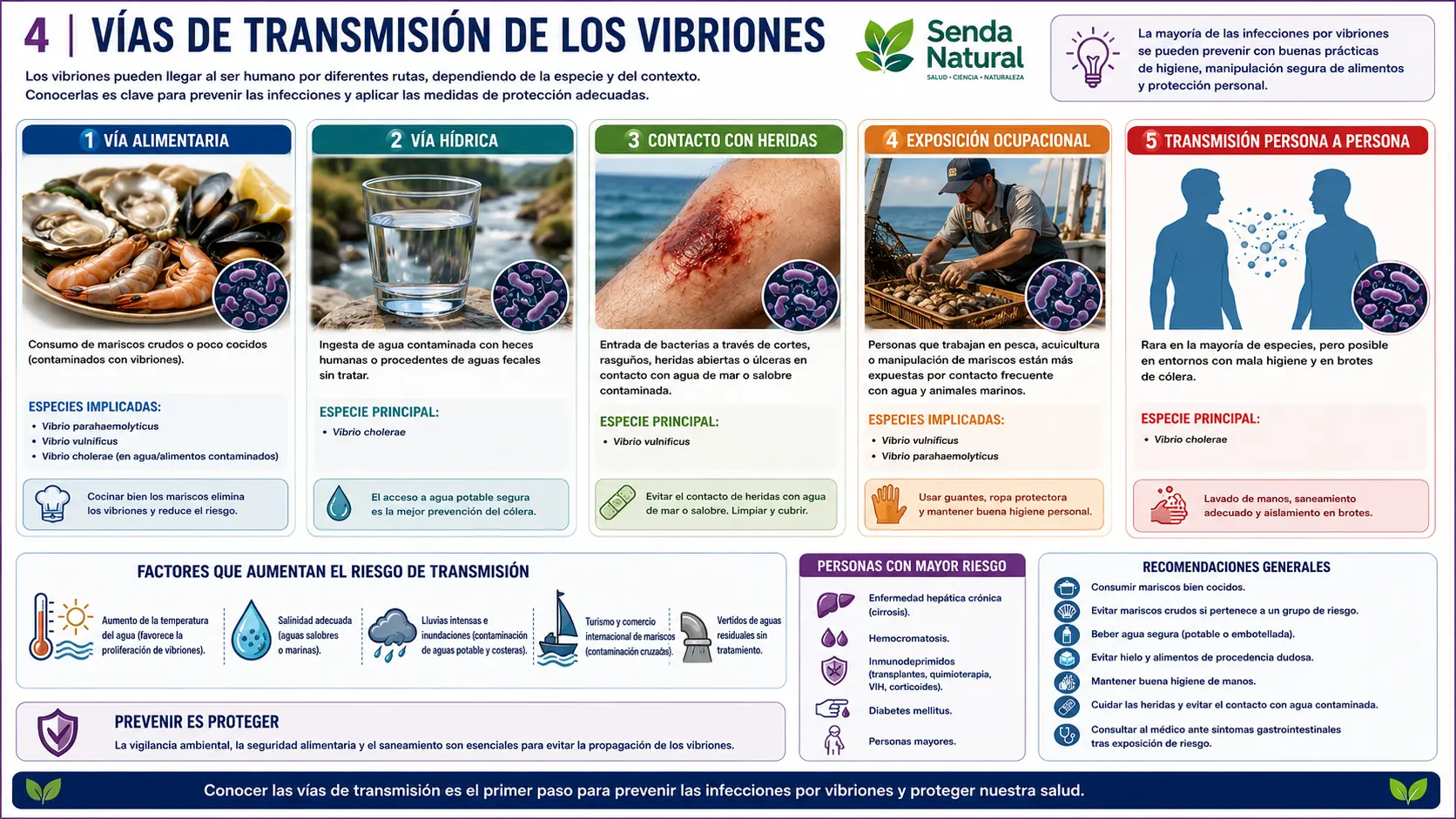 vías de transmisión