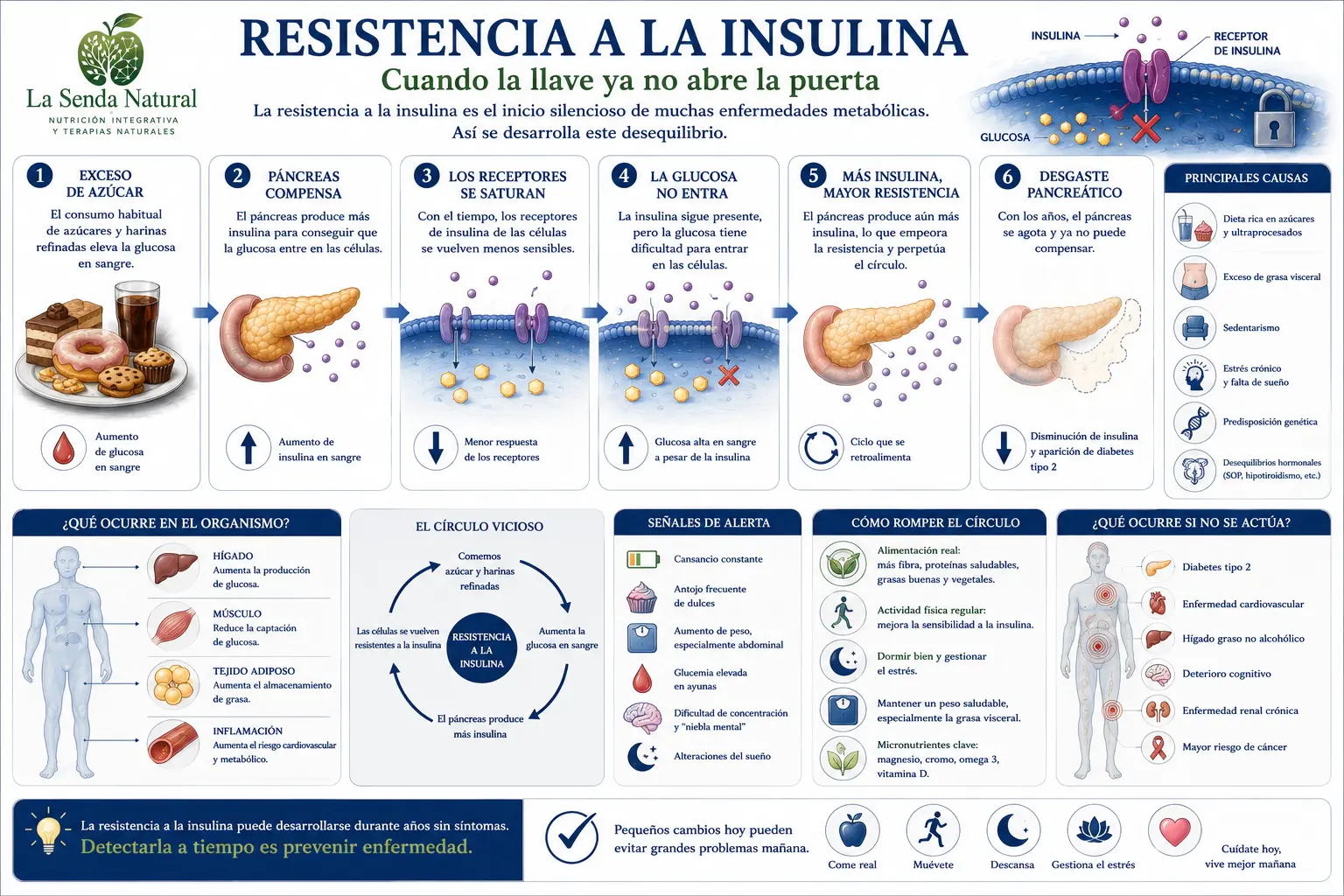 EL AZÚCAR 10 azúcar y resistencia a la insulina