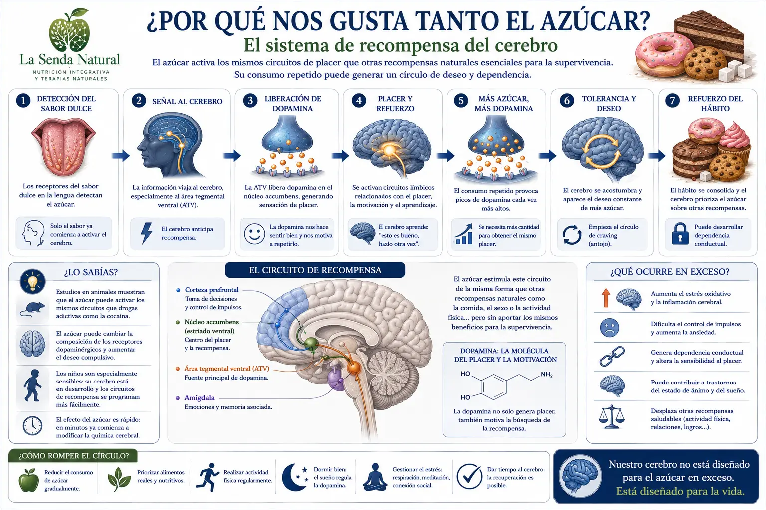EL AZÚCAR 11 Por qué no gusta tanto el azúcar