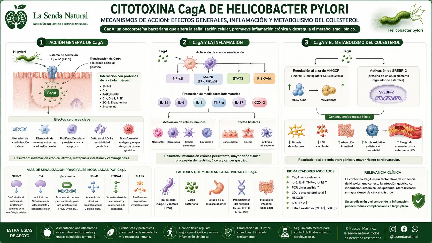 Citotoxina CagA y Helicobacter pylori