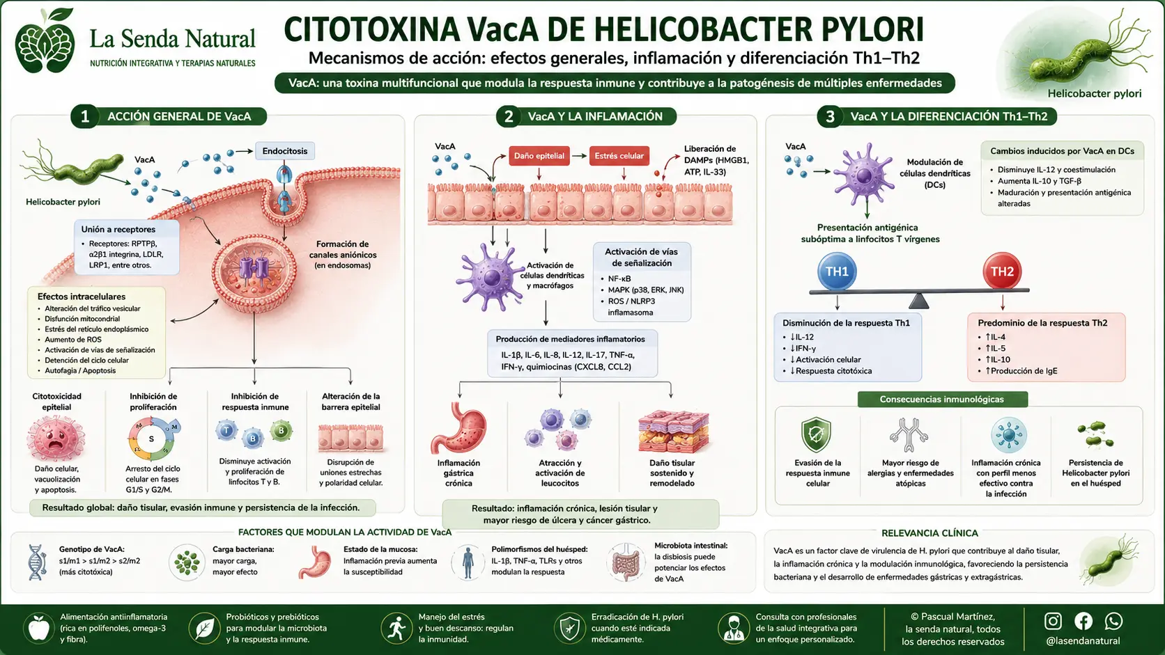 Citotoxina VacA del Helicobacter pylori