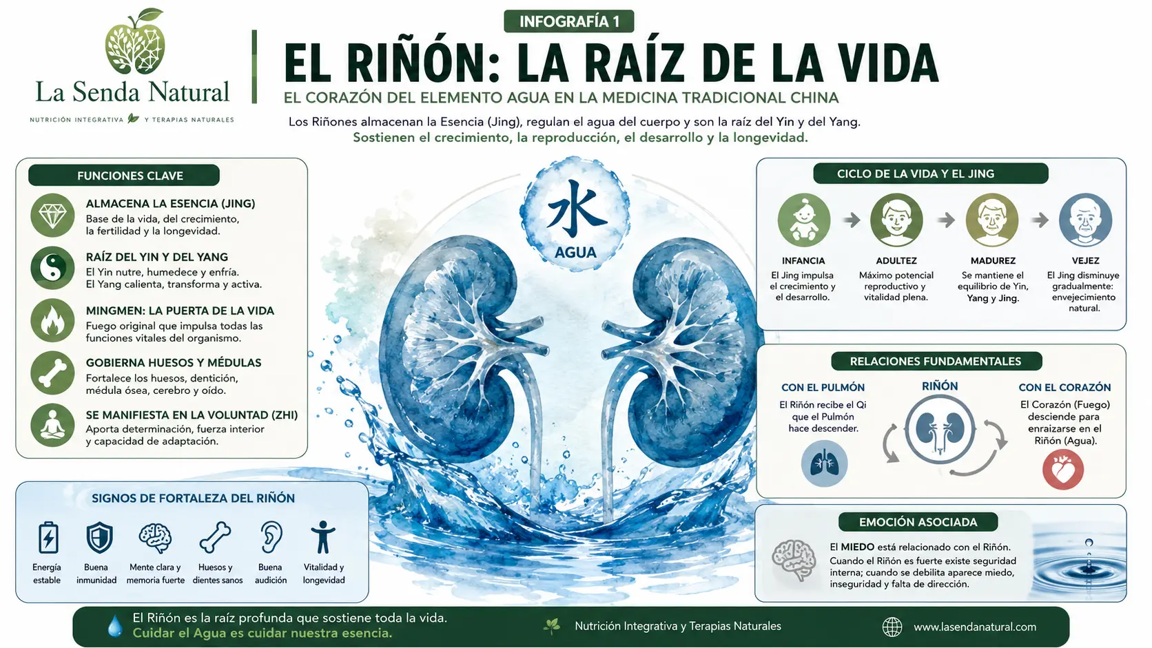 EL riñón la raíz de la vida