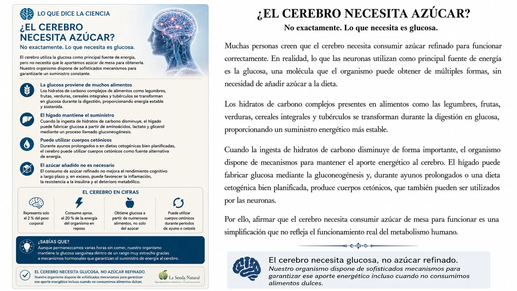 EL AZÚCAR 7 El cerebro necesita azúcar