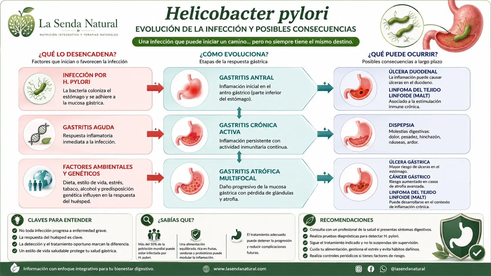 Evolución de la infección por Helicobacter pylori
