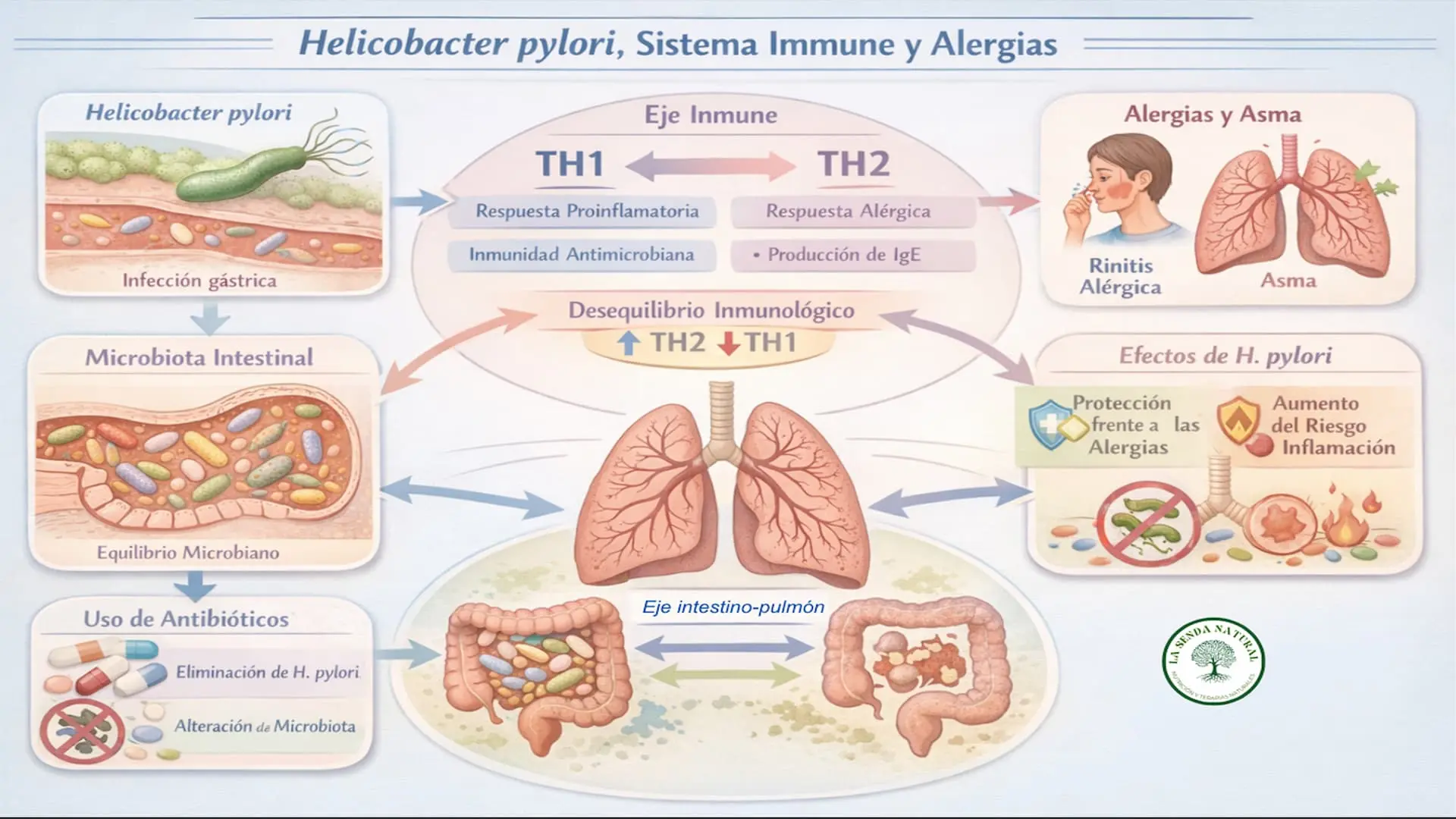Helicobacter pylori y alergias