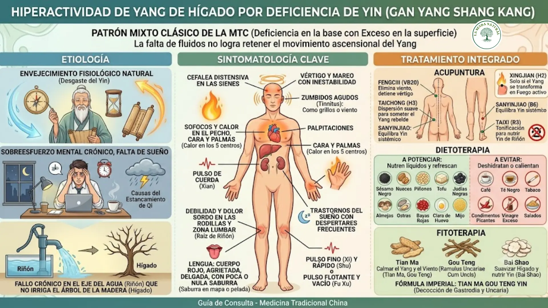 Hiperactividad de Yang de Hígado
