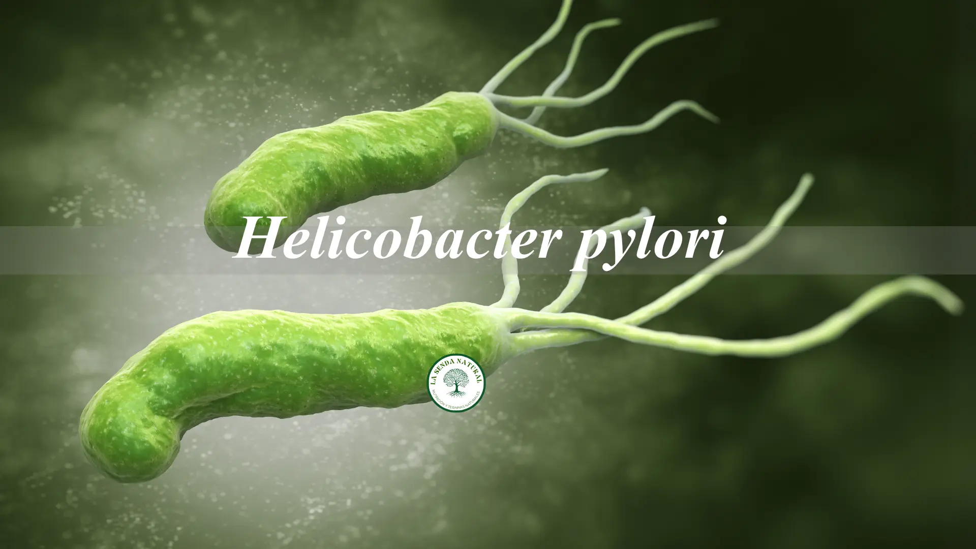 QUE ES EL HELICOBACTER PYLORI