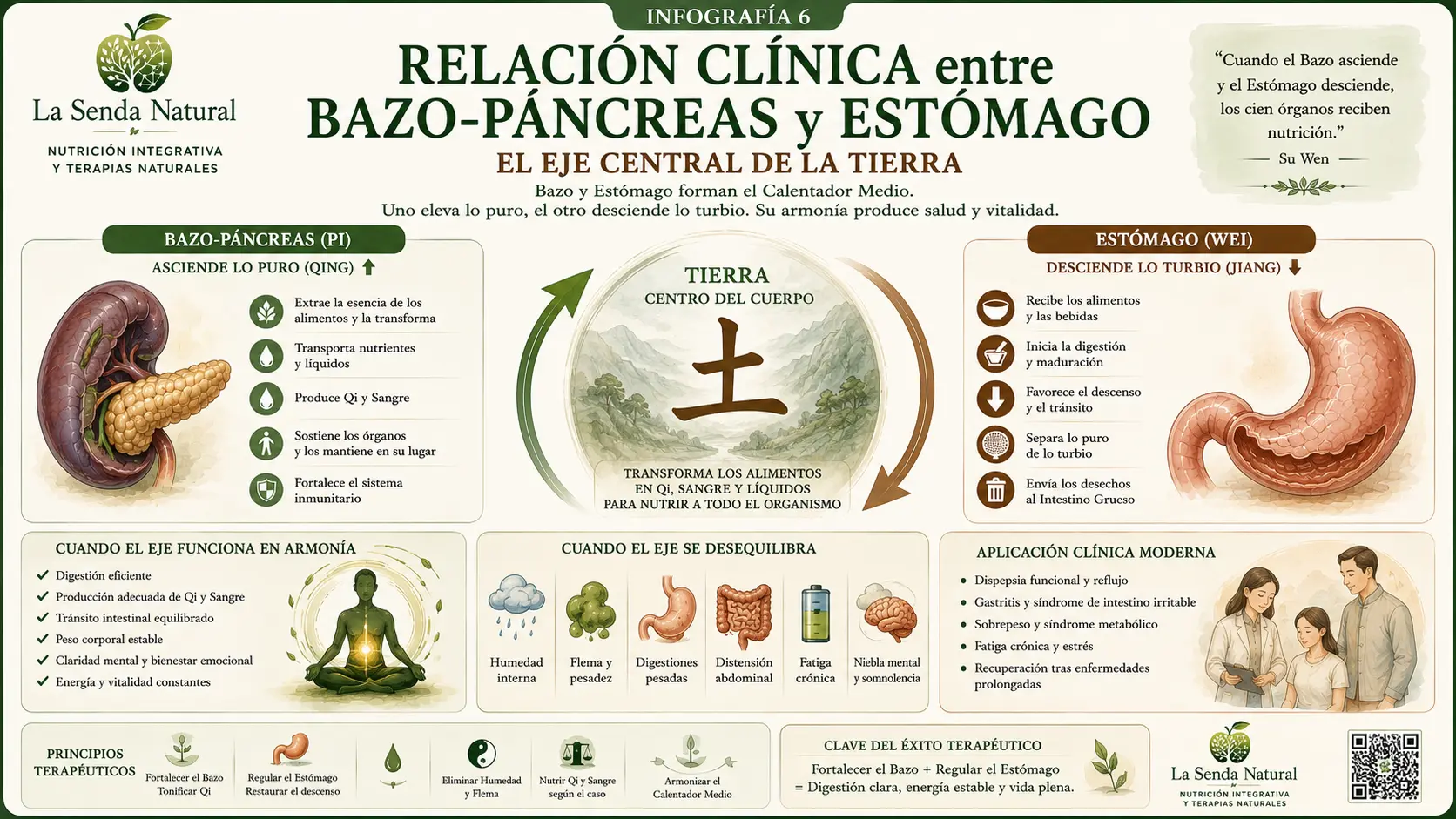 Relación clínica entre el bazo-páncreas y estómago