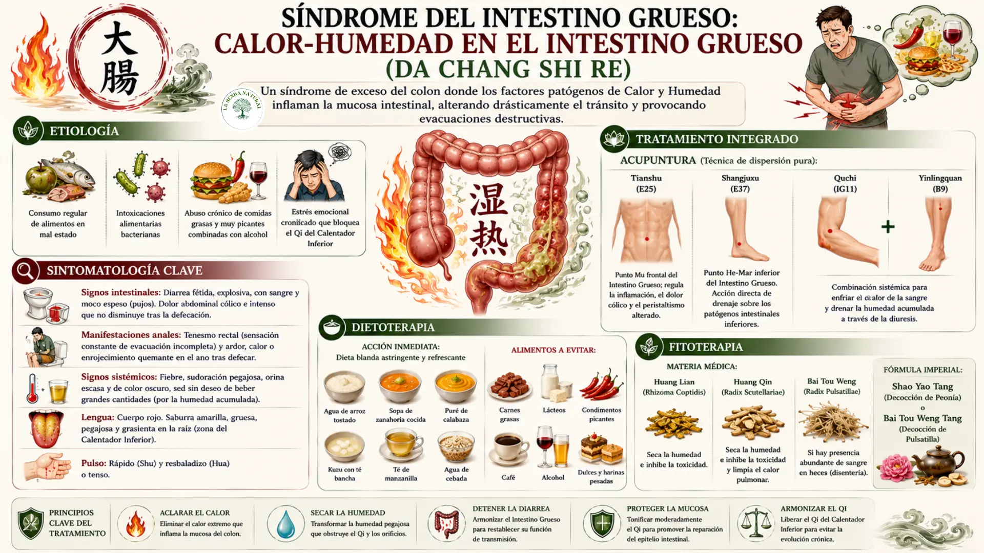 Síndrome del Intestino Grueso- Calor Humedad en el intestino grueso