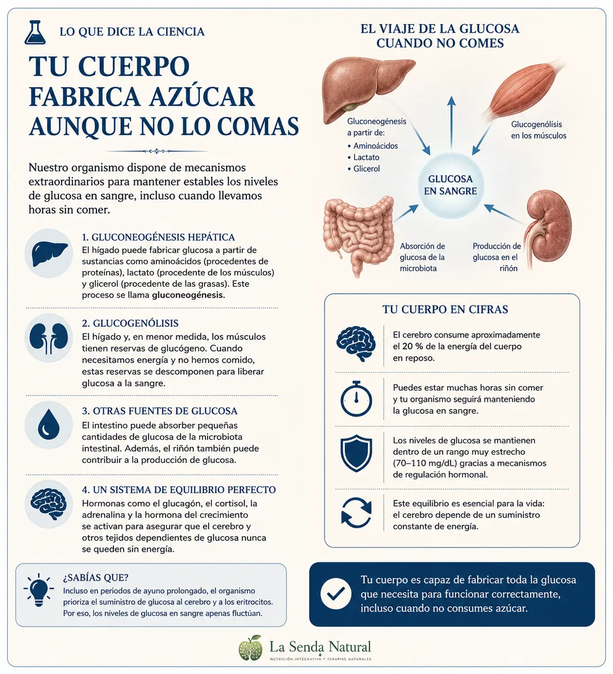 EL AZÚCAR 9 Tu cuerpo fabrica azúcar