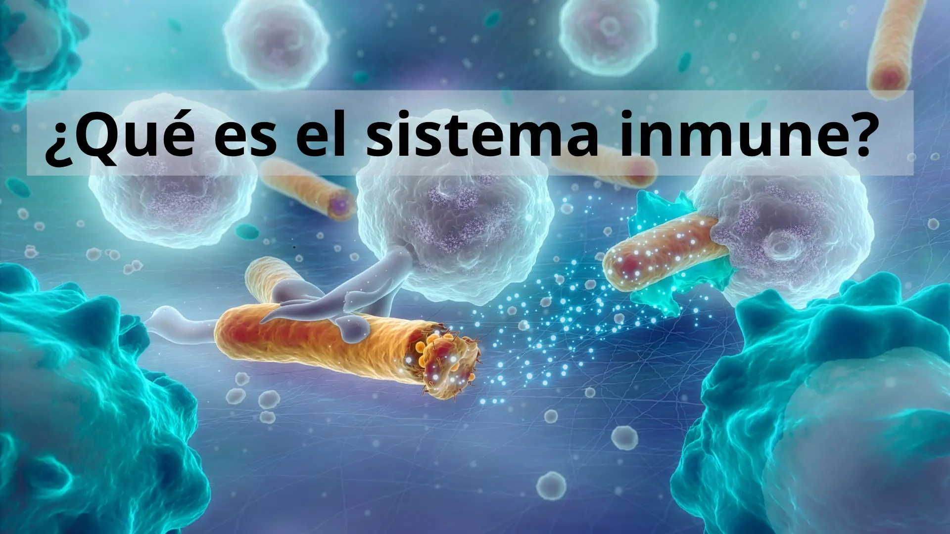 Qué es el sistema inmune 1 Qué es el sistema inmunitario