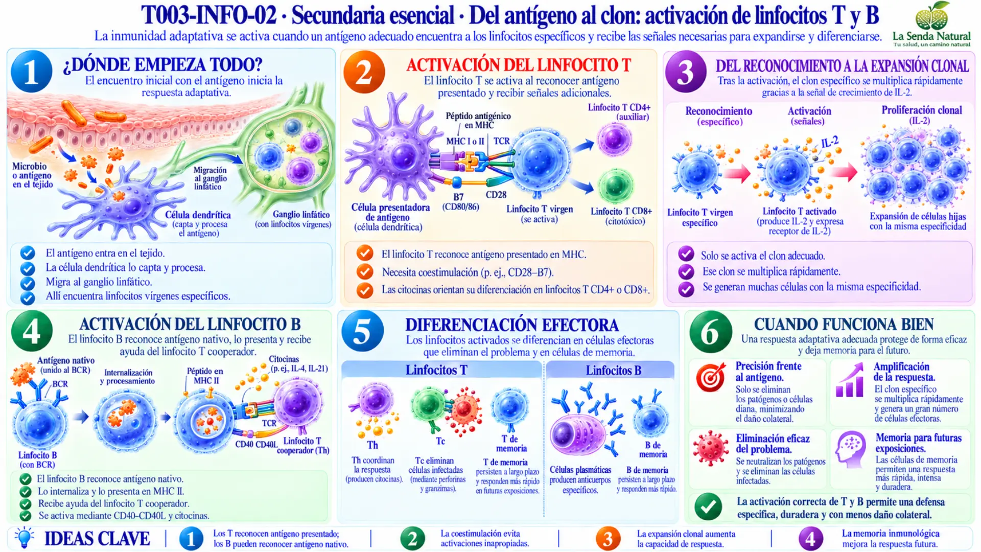Cómo funciona la inmunidad adaptativa 3 Del antígeno al clon activación de linfocitos T y B