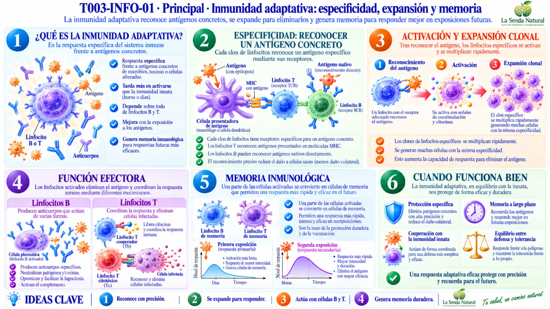 Cómo funciona la inmunidad adaptativa 4 Inmunidad adaptativa especificidad, expansión y memoria
