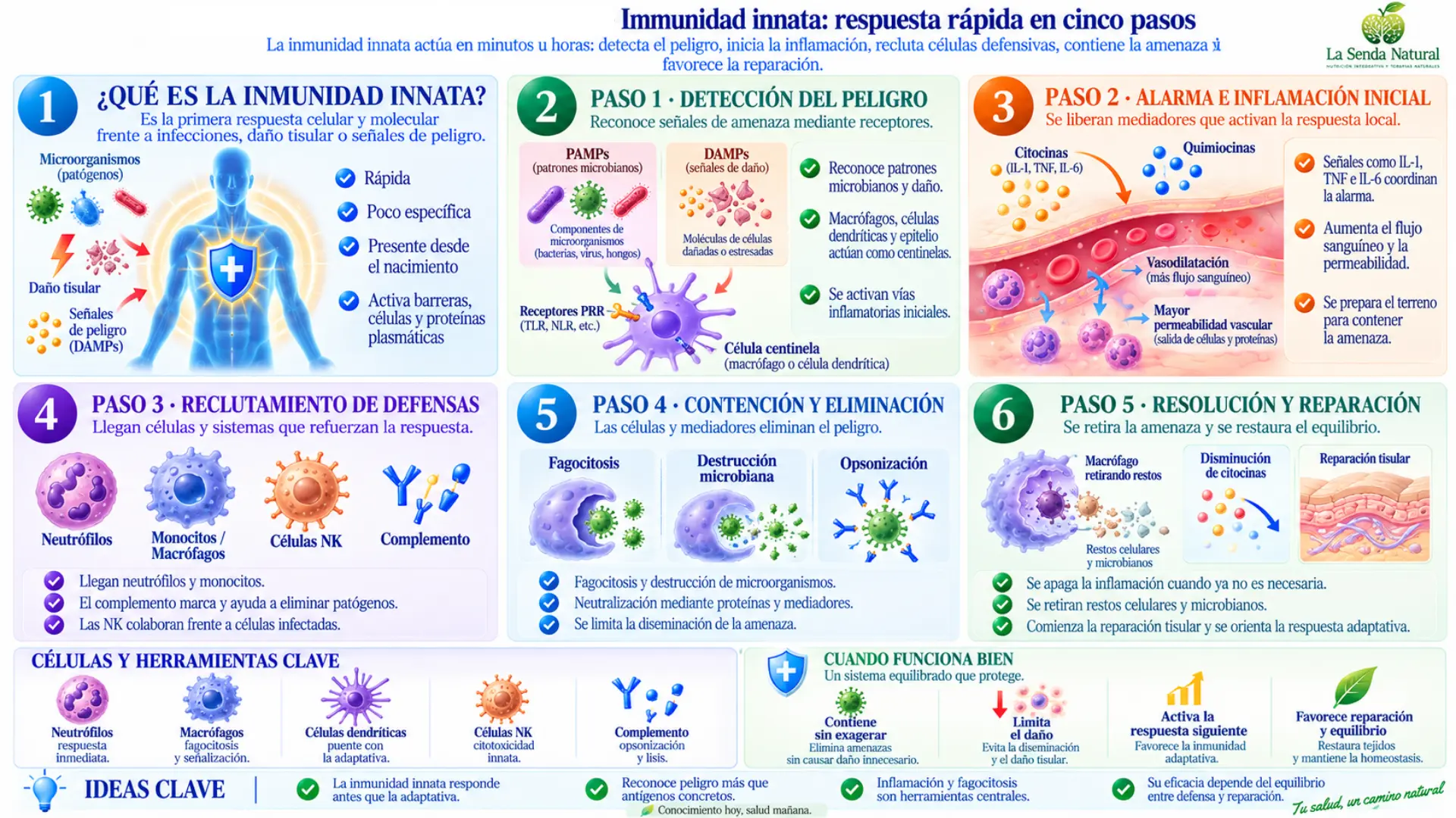 Cómo funciona la inmunidad innata 4 Inmunidad innata, respuesta