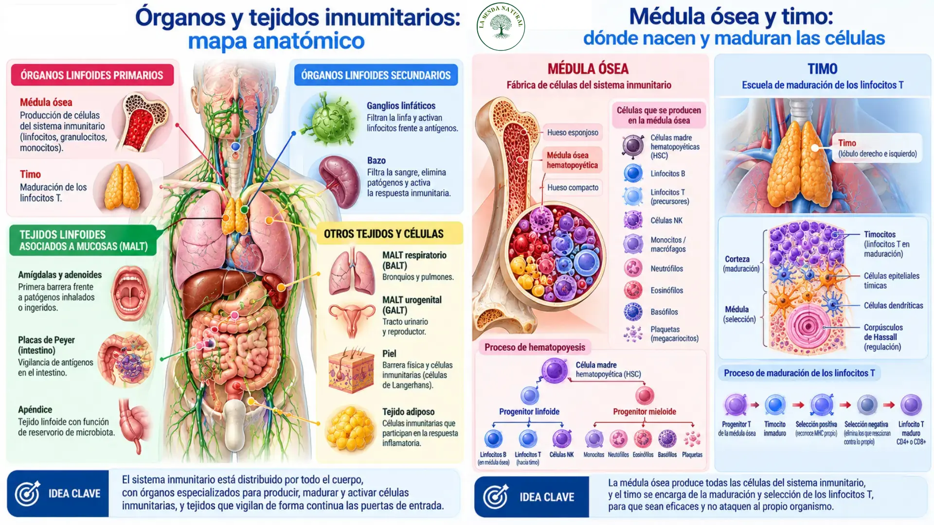 Cómo se activa y cómo se detiene una respuesta inmunitaria 3 Médula y Timo